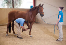 A pre-purchase exam being performed before buying a horse