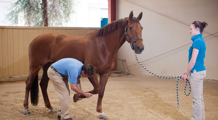 A pre-purchase exam being performed before buying a horse