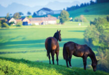 Horses in open space. These type of equestrian spaces have been encroached on by urban sprawl.