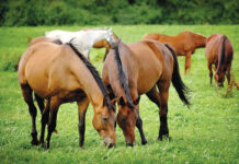 Horses grazing together. Being social is a key part of horse behavior.