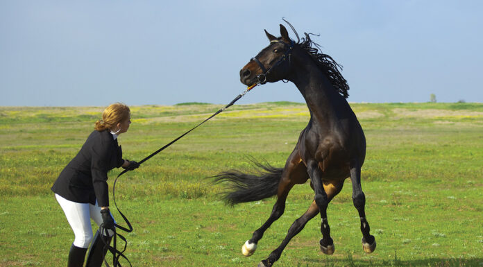 A horse acting up and rearing on the line
