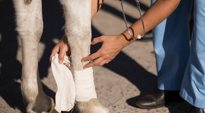 A vet applies a bandage to a leg wound on a horse