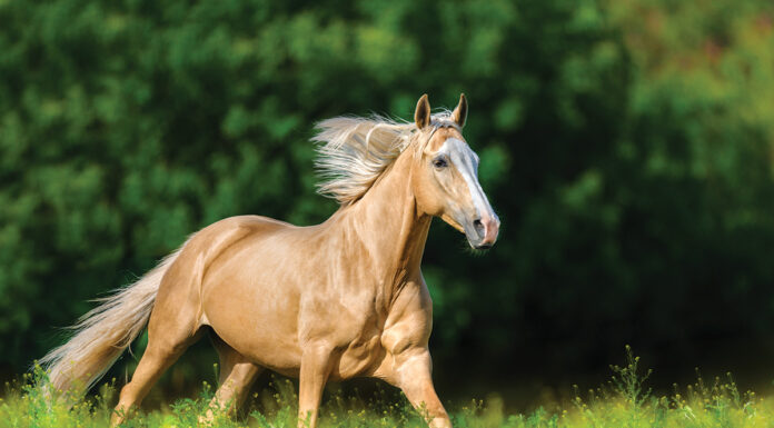 A galloping palomino horse