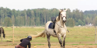 A rider falls off a horse. Falling like this can make regaining riding confidence difficult.