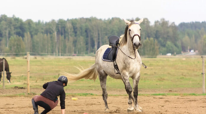 A rider falls off a horse. Falling like this can make regaining riding confidence difficult.