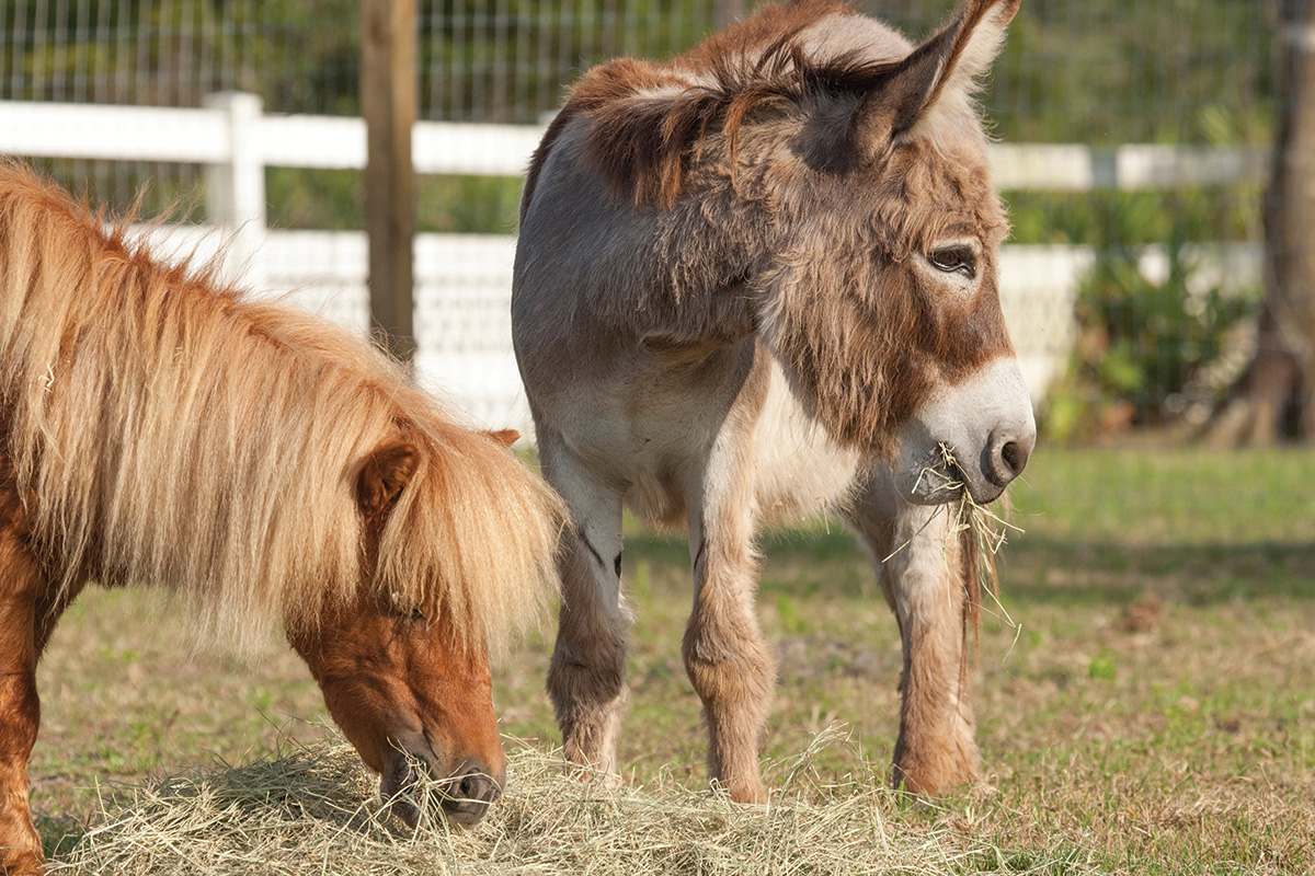A mini horse and donkey eat hay together after an animal cruelty rescue intake 