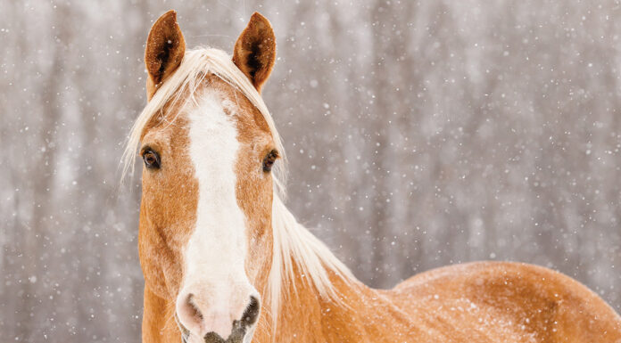 A palomino Paint Horse in the snow