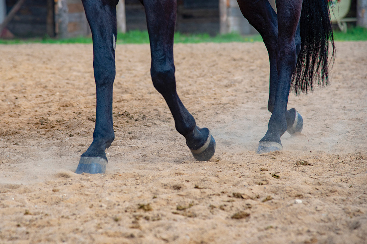 Close-up of legs walking in an arena
