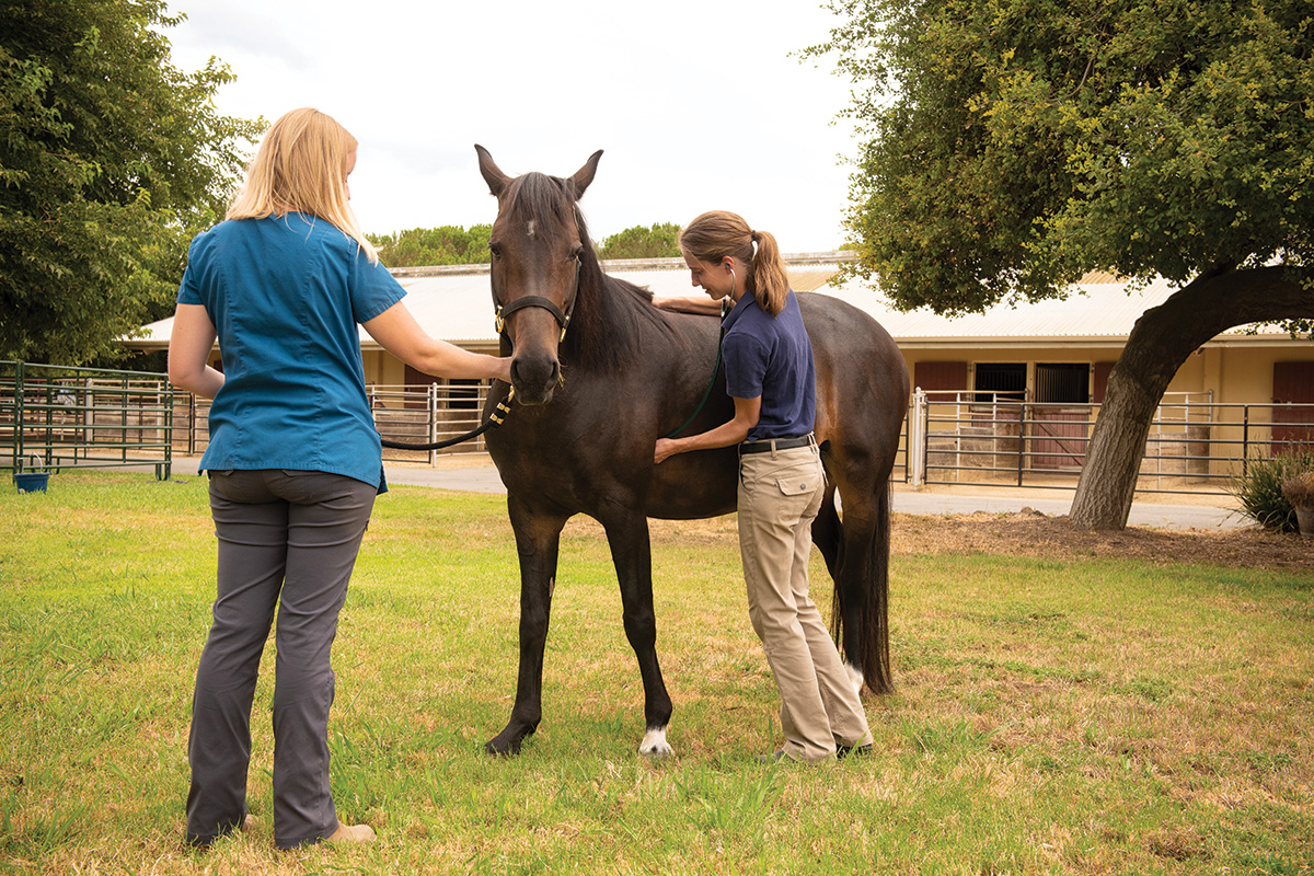 A pre-purchase physical examination being performed on a horse before buying