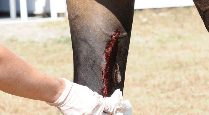 Blood pouring from a puncture wound on a horse's leg