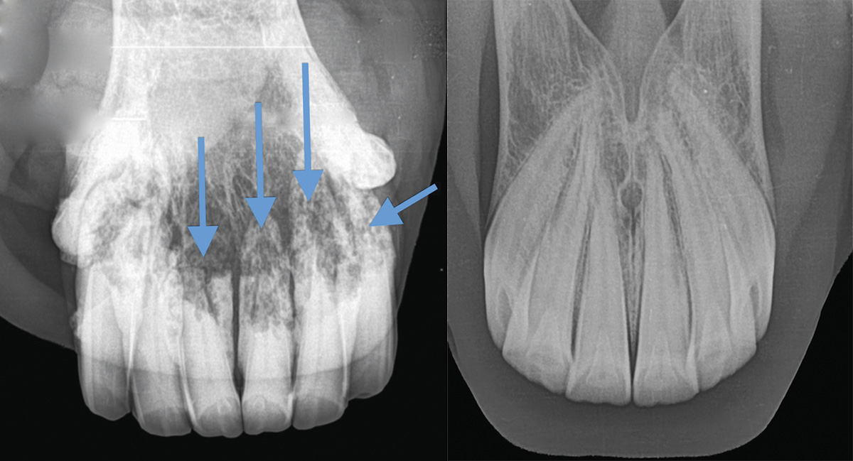X-rays of EORTH in an equine mouth