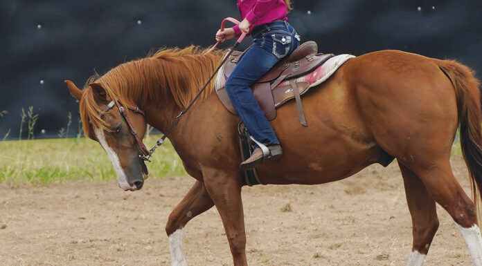 A western horse being ridden