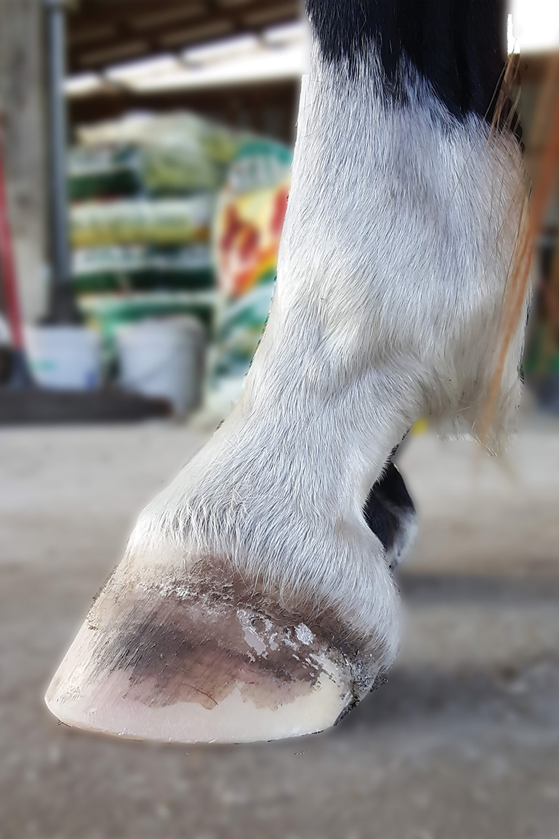 A horse's healthy hind barefoot hoof just after being trimmed