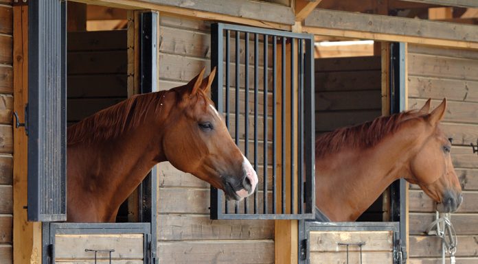 equine legal issues