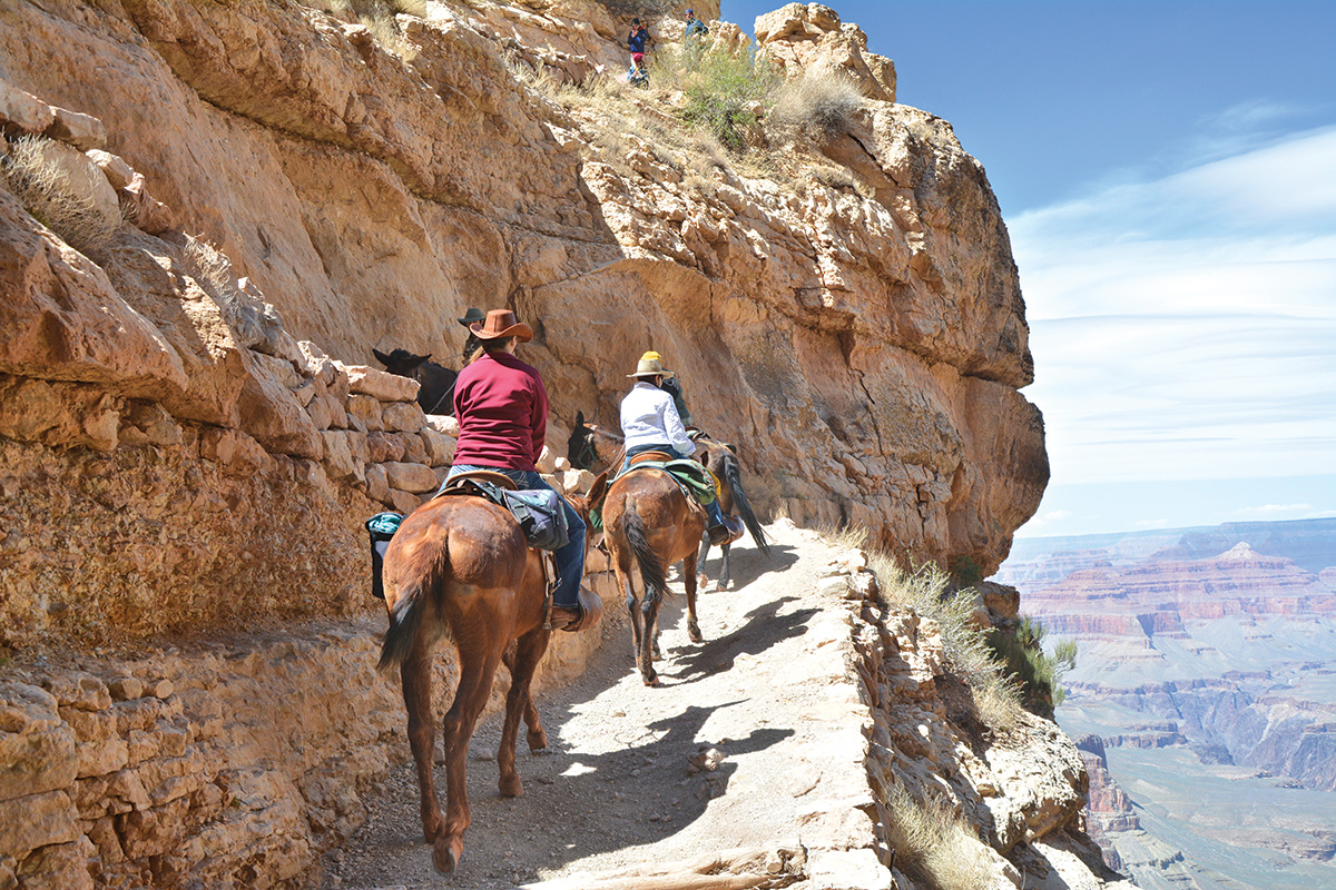 A group trail riding on mules through the canyon
