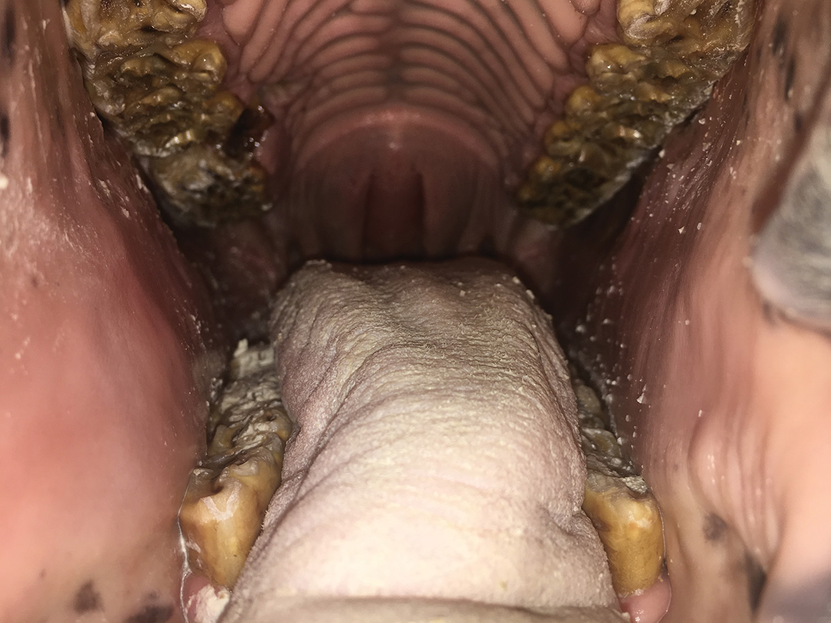 Inside of a senior horse's mouth during a dental exam