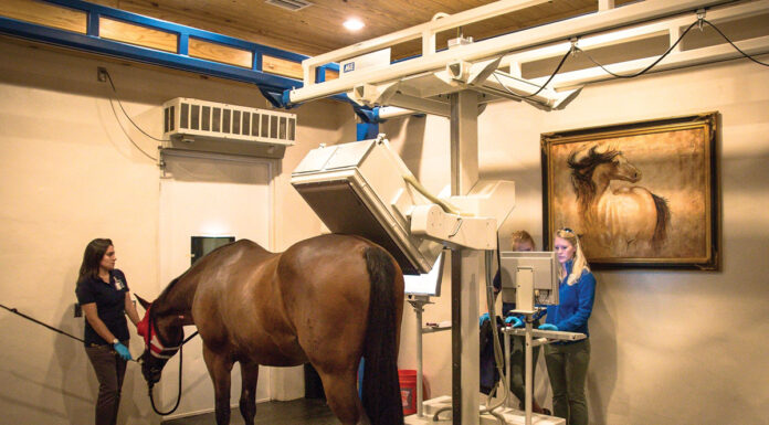 Equine diagnostic imaging being performed on a horse via nuclear scintigraphy