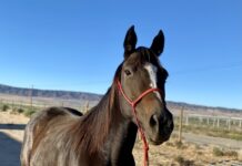 ASPCA Right Horse Adoptable Horse of the Week: Babbling Brooke