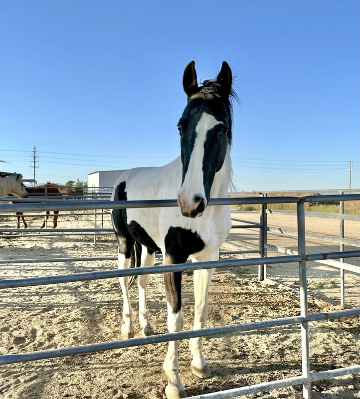 A black and white pinto horse looking over a fence