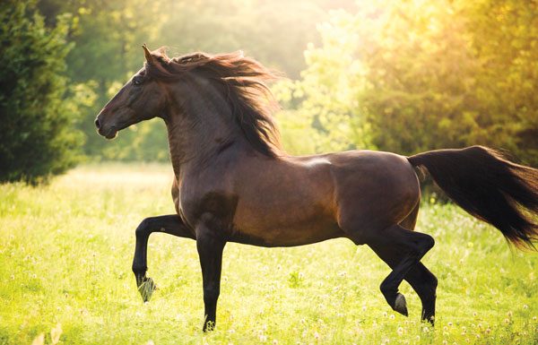 Andalusian horse in field.