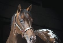 Appaloosa horse close up.