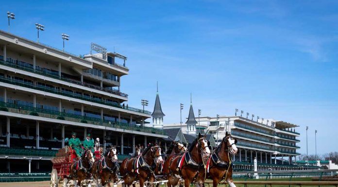 Budweiser Clydesdales at Churchill Downs