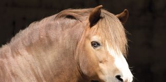 Pony with a cresty neck
