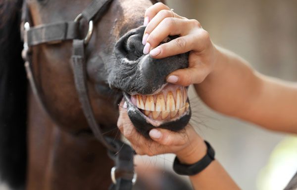 horse age by teeth