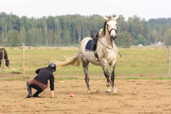 Fear of Falling Off a Horse