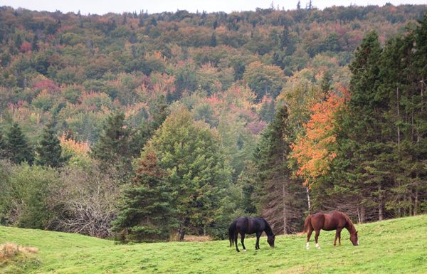 Horses during Autumn, or Fall