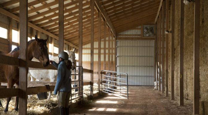 Interior of horse barn
