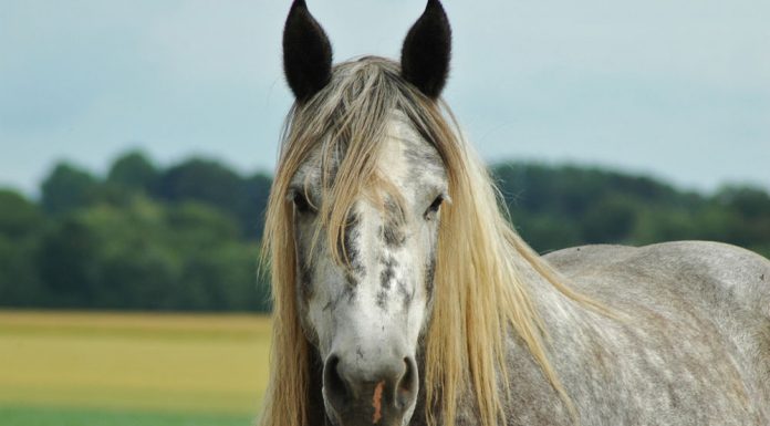Gray Draft Horse