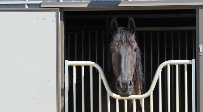 Friesian horse in a stall