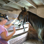 An equine dental technician performs an examination of a horse's teeth for routine care
