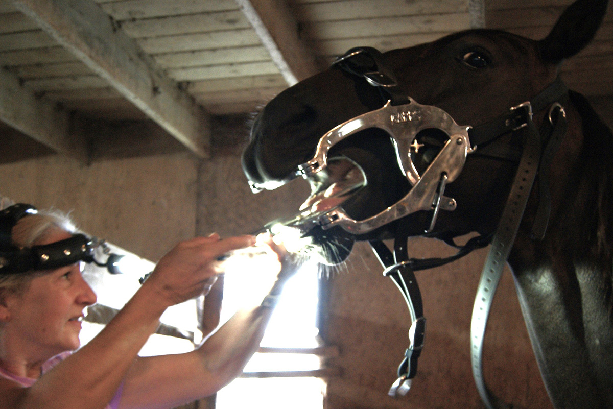 An equine dental technician works on a horse's mouth