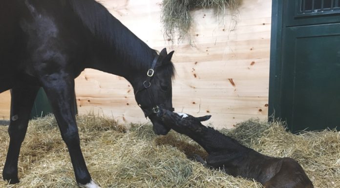 Seahorse d'Oro - Foal being born