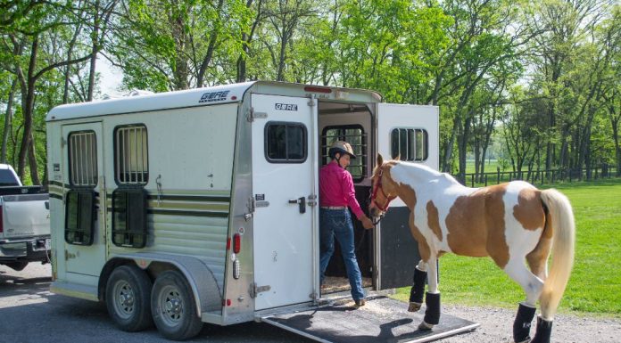 Loading a horse on the trailer