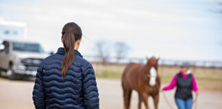 A vet watches a horse. In this career, setting boundaries is key.