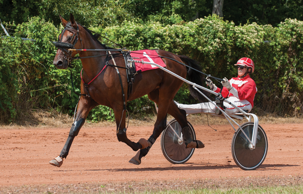 Standardbred Trotter